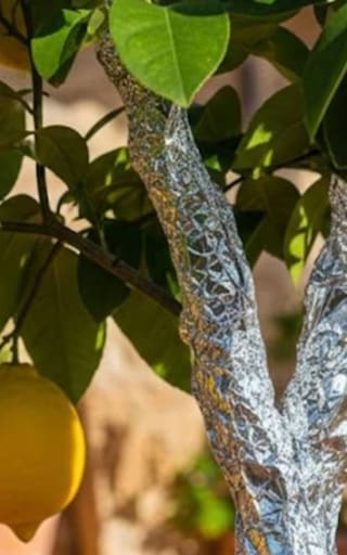 Colocar un trozo de papel aluminio en el tronco del limonero: para qué sirve y por qué lo recomiendan