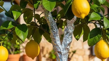 Colocar un trozo de papel aluminio en el tronco del limonero: para qué sirve y por qué lo recomiendan