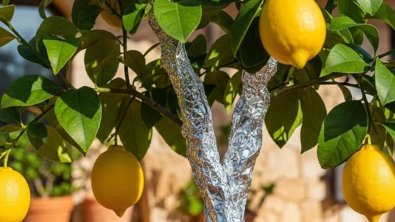Para qué sirve envolver el tronco del limonero con papel aluminio y por qué lo recomiendan