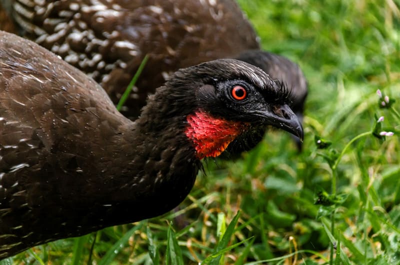 Qué animales se pueden observar en el Parque Nacional El Rey.