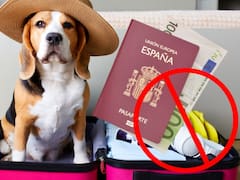 Oficial | España prohibirá el ingreso y la salida del país a ciudadanos con mascotas que no tengan el pasaporte europeo: cómo tramitarlo