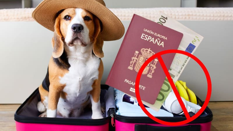 Alerta en Europa: nuevas normas para viajar con mascotas podrían prohibirte cruzar fronteras. Fuente: Shutterstock + Canva