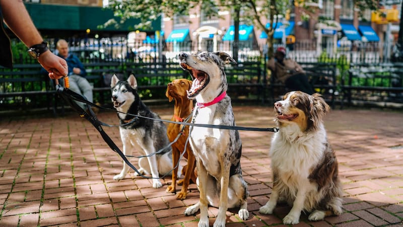 Cuánto cobra un paseador de perros en octubre de 2026.