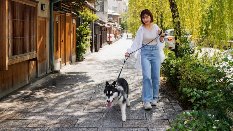 Oficial y obligatorio | Ley de Protección y Bienestar de los Animales prohíbe pasear a las mascotas de esta forma: las reglas para no ser multado en CDMX