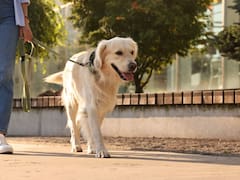 Oficial y obligatorio | Ley de Protección y Bienestar de los Animales prohíbe pasear a las mascotas de esta forma: las reglas para no ser multado en CDMX