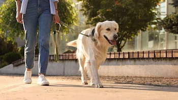 Oficial y obligatorio | Ley de Protección y Bienestar de los Animales prohíbe pasear a las mascotas de esta forma: las reglas para no ser multado en CDMX