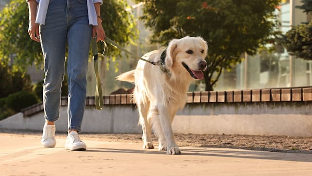 Oficial y obligatorio | Ley de Protección y Bienestar de los Animales prohíbe pasear a las mascotas de esta forma: las reglas para no ser multado en CDMX