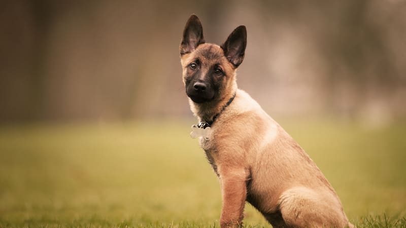 El entrenamiento y la socialización son fundamentales para favorecer una convivencia equilibrada con un Malinois.