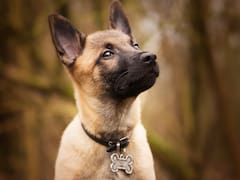 Amir Anwary, veterinario experto, sobre el pastor belga Malinois: “Esto no es un perro, es una máquina”