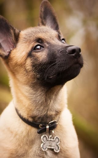 Amir Anwary, veterinario experto, sobre el pastor belga Malinois: “Esto no es un perro, es una máquina”
