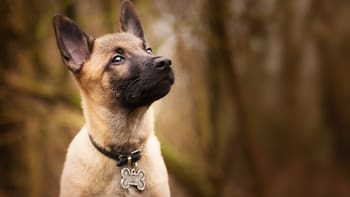 Amir Anwary, veterinario experto, sobre el pastor belga Malinois: “Esto no es un perro, es una máquina”
