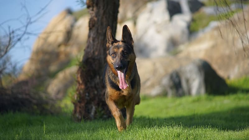 El Pastor Belga Malinois es reconocido por su inteligencia y capacidad de trabajo.