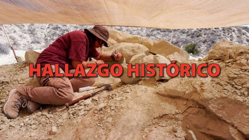 Científicos del CONICET hallan en la Patagonia argentina un nuevo reptil de 70 millones de años. Foto: Gentileza Conicet.