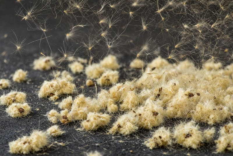 Las pelusas de plátano están presentes en varios puntos de la Ciudad de Buenos Aires y causan alergias.