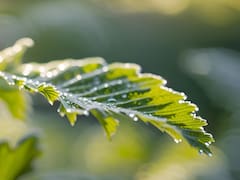 La hierba medicinal analgésica que alivia todos los dolores y malestares sin medicamentos