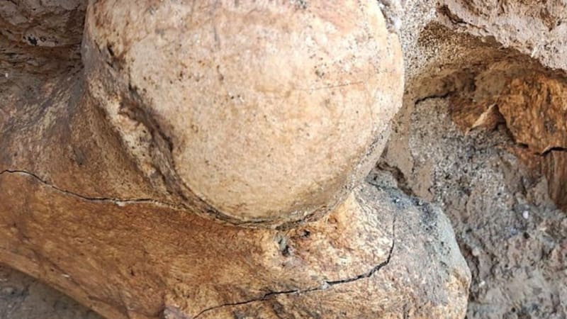 Hallaron el fémur derecho de un perezoso gigante en Santa Clara del Mar. (Foto: @museolorenzoscagliamgp)