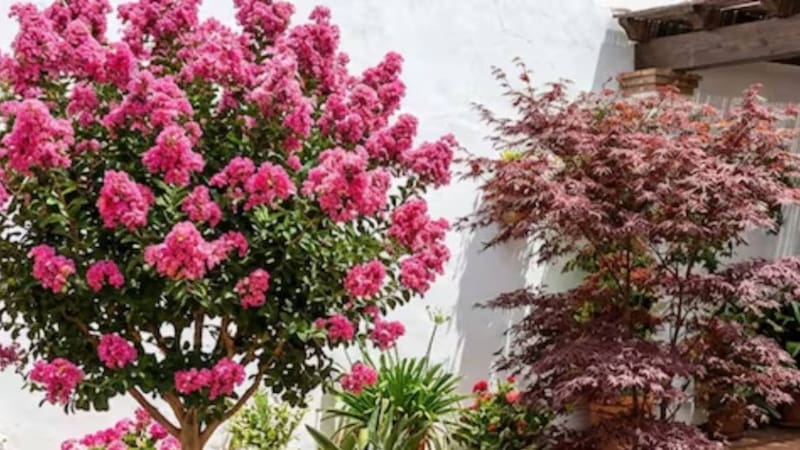 Perfecto para casas pequeñas: los 3 árboles que dan frutos todo el año, son fáciles de cuidar y no levantan raíces