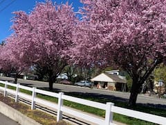 Perfecto para viviendas pequeñas: el árbol que proporciona sombra durante todo el verano, no levanta el suelo y resiste la sequía