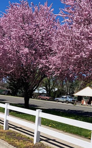 Perfecto para viviendas pequeñas: el árbol que proporciona sombra durante todo el verano, no levanta el suelo y resiste la sequía