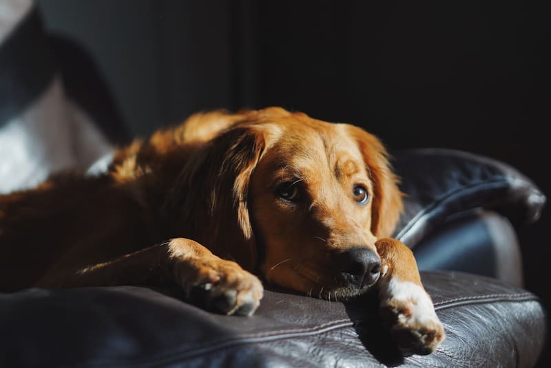 ¿Por qué algunos expertos consideran positivo dormir con una mascota?