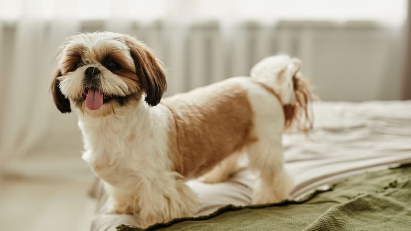 Cuál es la raza de perros ideal para personas mayores, según un adiestrador canino.