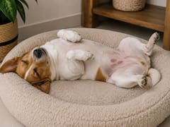 Los veterinarios coinciden: si su perro duerme boca arriba es porque se siente seguro, relajado y confía plenamente en su entorno