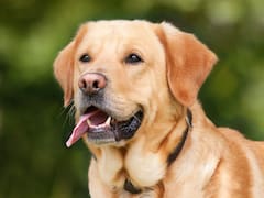 Oficial y confirmado | La Ley de Bienestar Animal prohíbe pasear a las mascotas de esta manera: las reglas obligatorias para no recibir sanciones