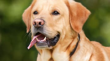 Oficial y confirmado | La Ley de Bienestar Animal prohíbe pasear a las mascotas de esta manera: las reglas obligatorias para no recibir sanciones