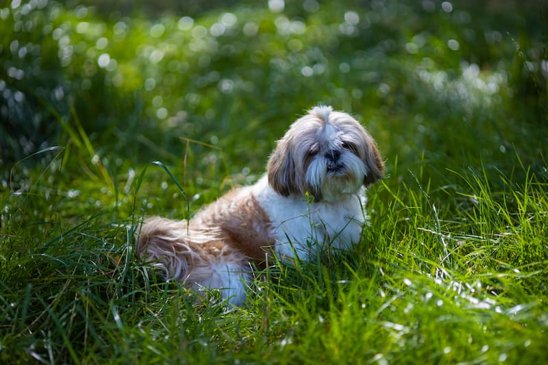 Cuál es la raza de perros ideal para personas mayores, según un adiestrador canino.