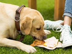 Ya es oficial | Por decisión del Gobierno, castigarán una por una a todas las personas que alimenten animales en plazas, parques y espacios públicos