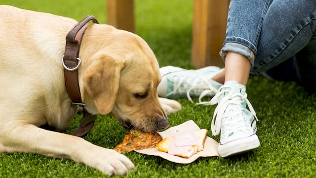Ya es oficial | Por decisión del Gobierno, castigarán una por una a todas las personas que alimenten animales en plazas, parques y espacios públicos