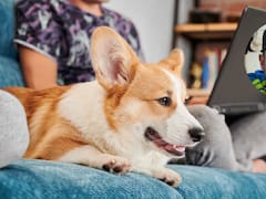 Juan Cervantes, adiestrador canino: “Cuanto más llamas a tu perro por su nombre, menos caso te hace”