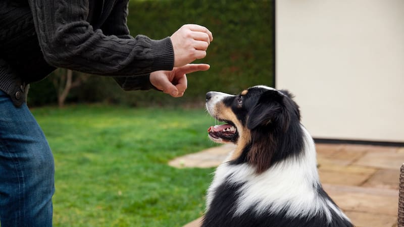 El especialista advierte en sus videos de TikTok que utilizar constantemente el nombre del perro para todo lo convierte en "solo ruido", haciendo que el animal le preste cada vez menos atención.