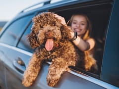 Es oficial | Tener una mascota sin identificar en España puede acabar en multas de hasta 50.000 euros