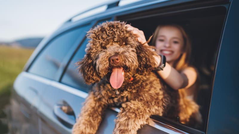 Tener una mascota sin identificar en España puede derivar en multas elevadas según la Ley de Bienestar Animal y la normativa vigente.