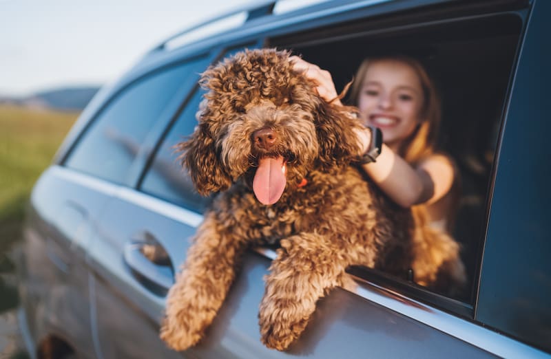Cuál es la esperanza de vida promedio de los perros, según la ciencia.