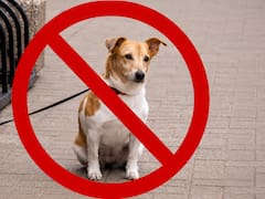 Oficial y confirmado | El Gobierno confirmó que es ilegal mantener perros atados al aire libre sin agua, sombra ni refugio