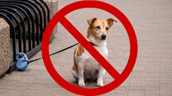 Oficial y confirmado | El Gobierno confirmó que es ilegal mantener perros atados al aire libre sin agua, sombra ni refugio