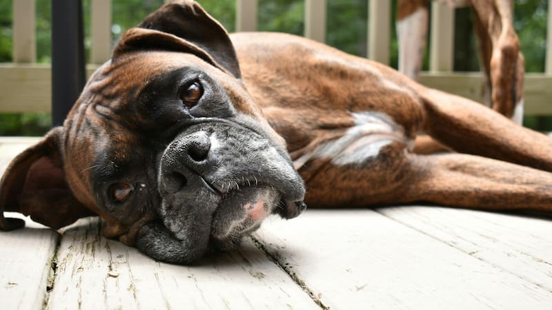 Los veterinarios coinciden sobre el Boxer.