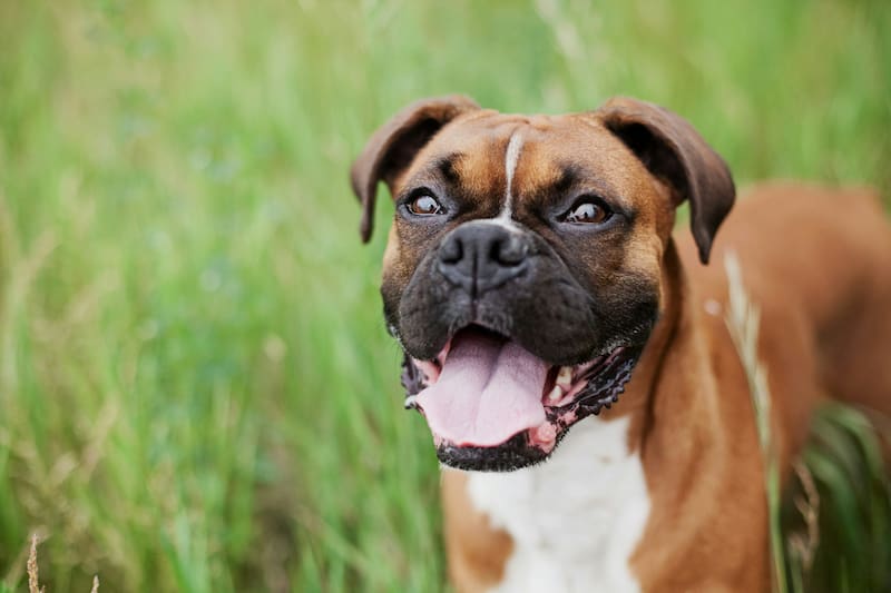 Los veterinarios coinciden sobre el Bóxer.