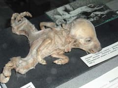 Perros mutantes en Chernóbil: científicos revelan los misterios del ADN, después de la radiación