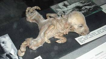 Perros mutantes en Chernóbil: científicos revelan los misterios del ADN, después de la radiación