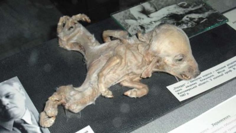 <div class="migrated-promo-image__description"><div class="migrated-promo-image__source">Fuente: Museo Chernóbil</div></div>