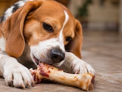 La comida que muchos le dan a sus perros y es super peligrosa: cuál es el riesgo de darle huesos a tu mascota