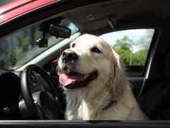 Es ley | Tu mascota ya no podrá ir suelta de esta manera en el auto: habrá multas para quienes no cumplan