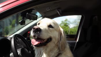 Es ley | Tu mascota ya no podrá ir suelta de esta manera en el auto: habrá multas para quienes no cumplan