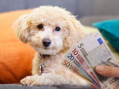 ¿Tu perro puede recibir una herencia? Revelan toda la verdad sobre este conocido mito