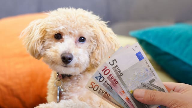 ¿Tu perro puede recibir una herencia? Un abogado experto en sucesiones dijo toda la verdad sobre este mito