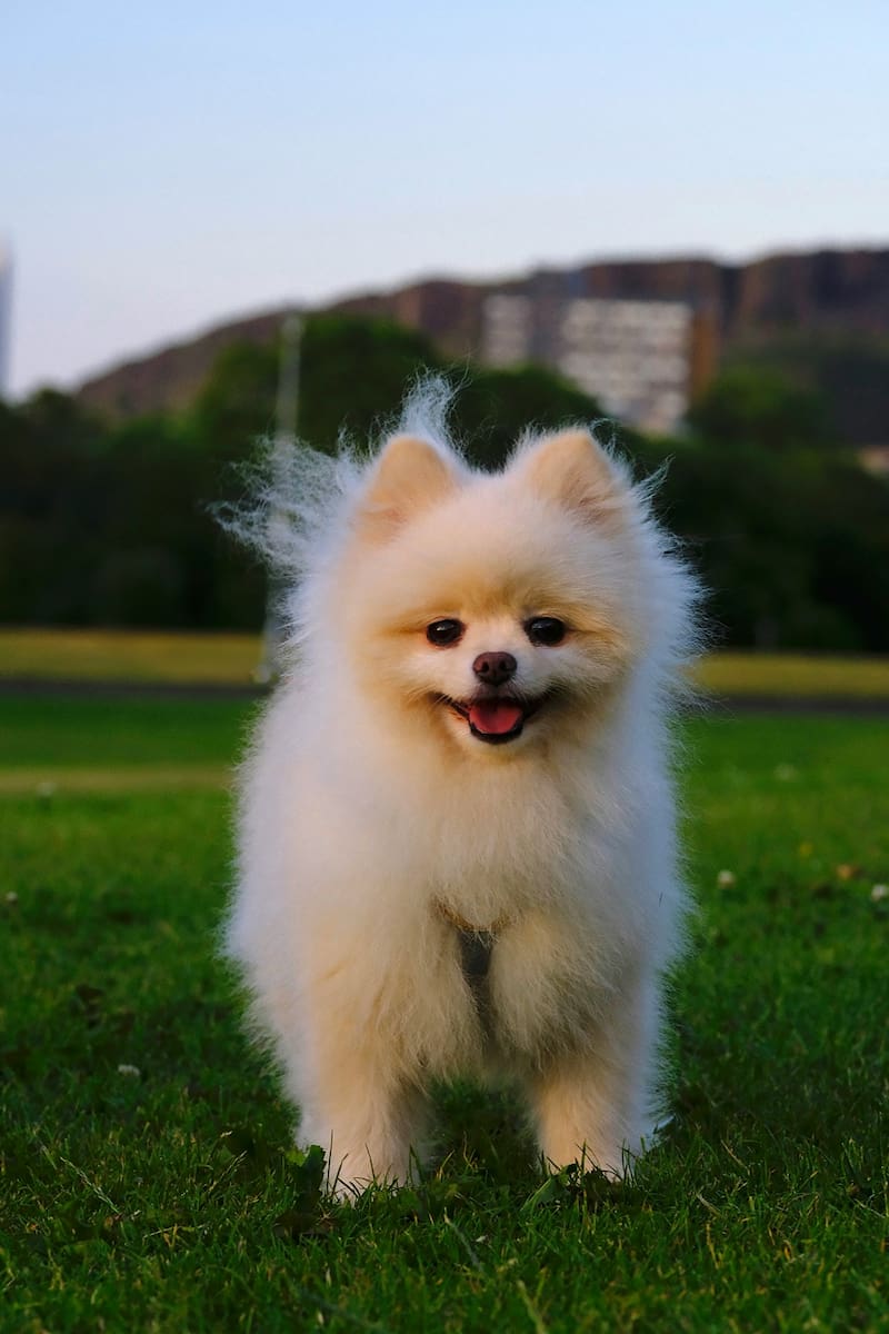 Qué cuidados necesita un Pomerania.