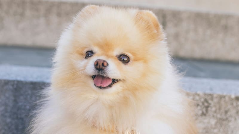 Perro Pomerania.